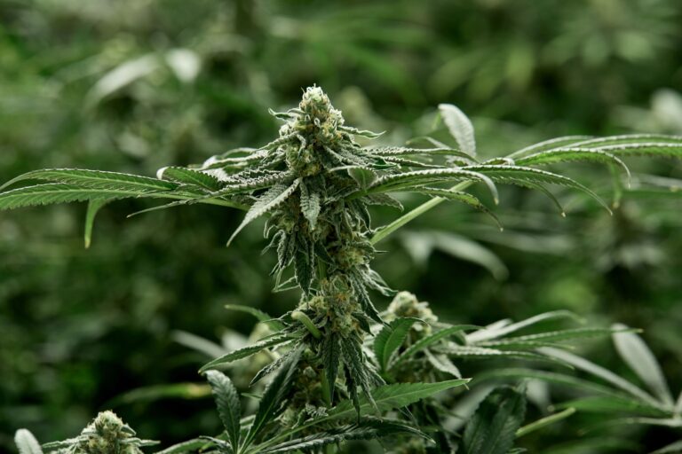 Click to see a larger version of the image Cannabis plant almost at maturity stage