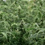 Mature cannabis plants grown with the SOG method