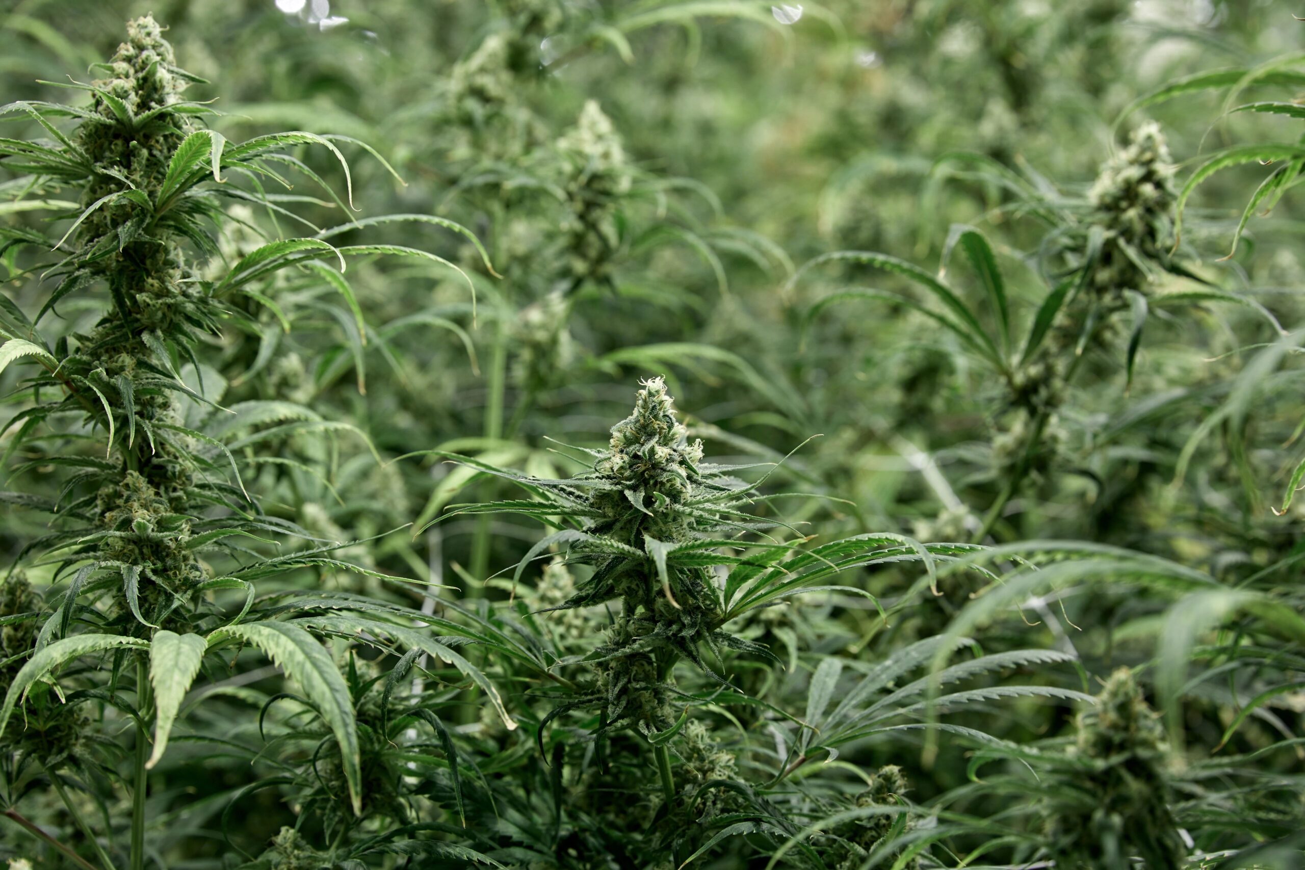 Mature cannabis plants grown with the SOG method