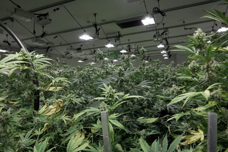 Click to see a larger version of the image Sea of Green method being implemented at an indoor grow.