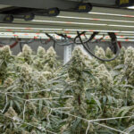 Sea of Green method in a indoor grow.