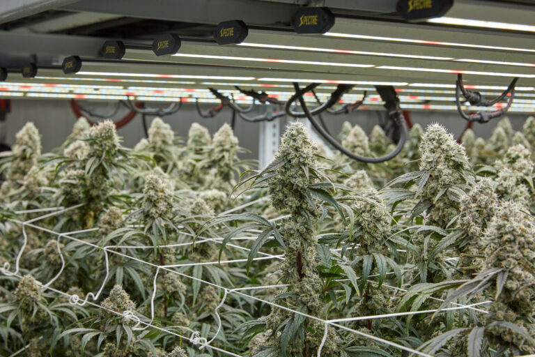 Sea of Green method in a indoor grow.