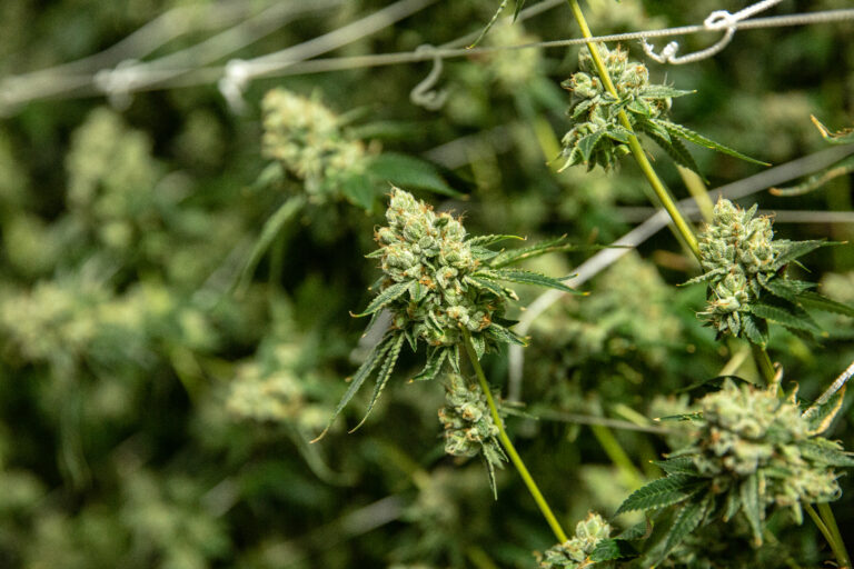 Click to see a larger version of the image Up-close image of a cannabis flower being grown with the SOG method