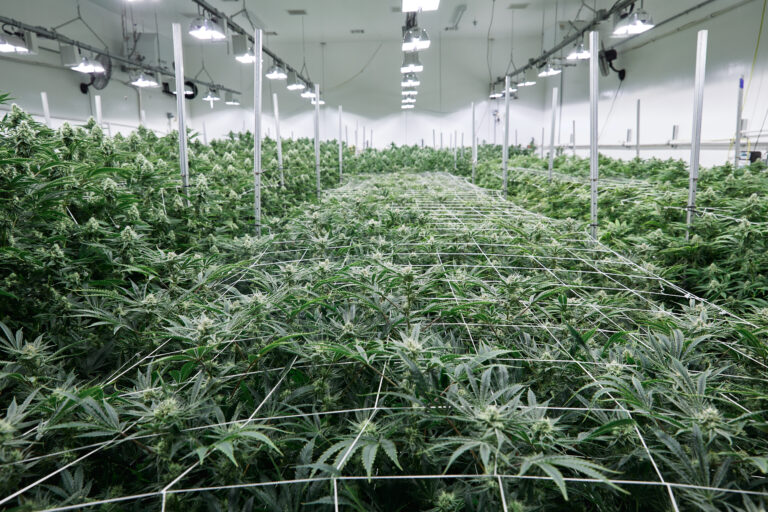 Click to see a larger version of the image Sea of Green method utilized in an indoor grow