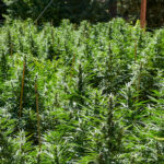 Outdoor grown cannabis crop at Huckleberry Farms