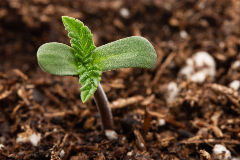 Click to see a larger version of the image Closeup of cannabis seedling sprouting from soil.