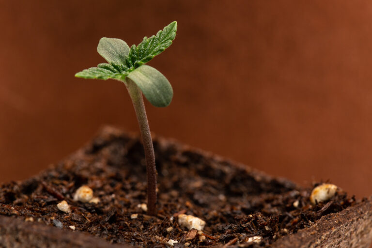 Click to see a larger version of the image Young cannabis plant growing up from soil on brown background.