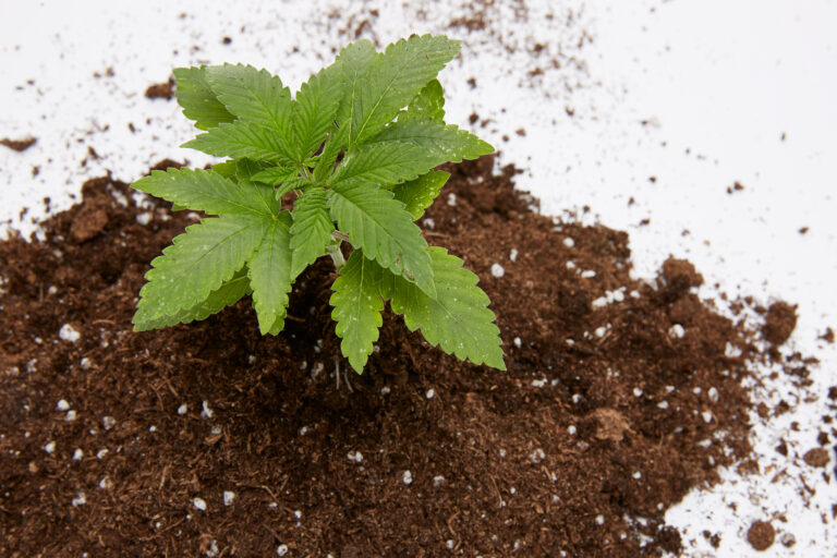 Click to see a larger version of the image Young cannabis plant growing from pile of soil on white background.