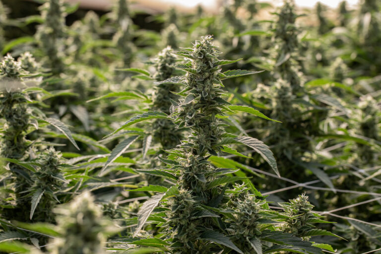 Click to see a larger version of the image Outdoor grown cannabis plants.