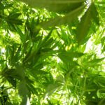 Live cannabis plants shot from below with light streaming through leaves.