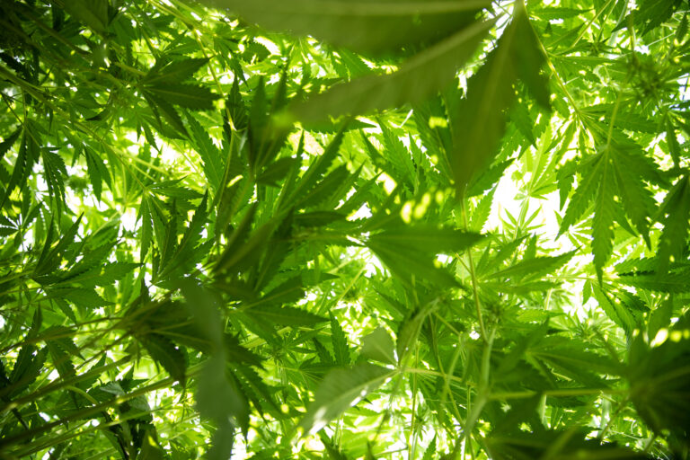 Click to see a larger version of the image Live cannabis plants shot from below with light streaming through leaves.