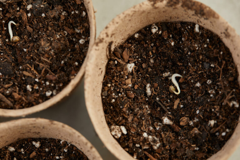 Click to see a larger version of the image Cannabis seed sprouting in container of soil.