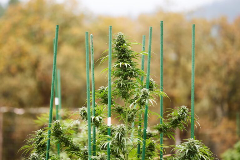 Click to see a larger version of the image Swamis Farm: Outdoor cannabis plant grown with stakes.