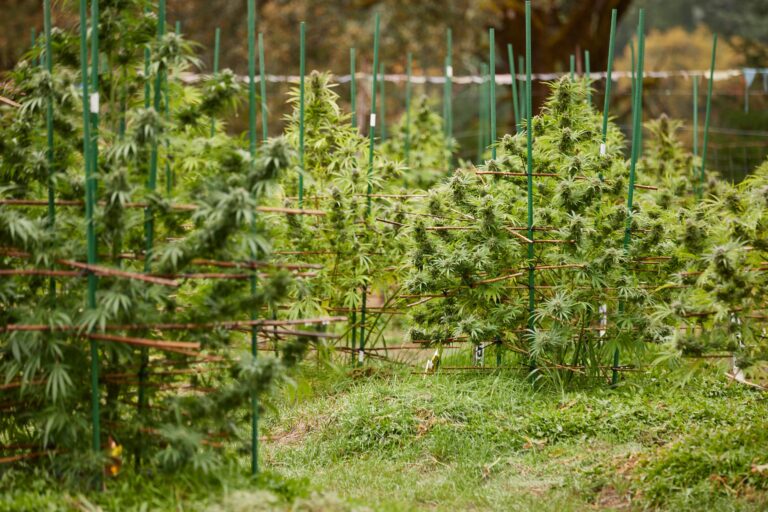 Click to see a larger version of the image Swamis Farm's outdoor cannabis grow.