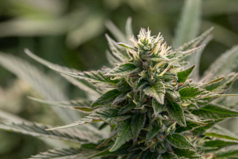 Click to see a larger version of the image Closeup of outdoor-grown cannabis plant.