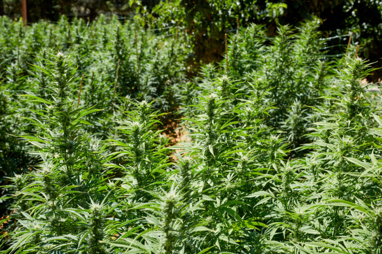 Click to see a larger version of the image Rows of outdoor grown cannabis