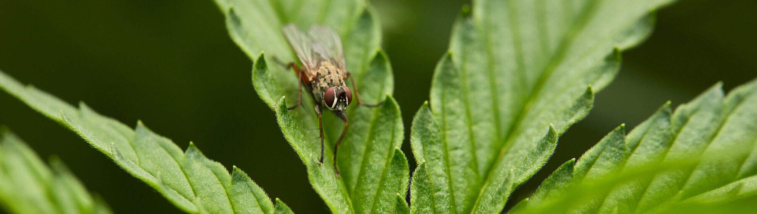 A close-up of a fly on cannabis leaf.