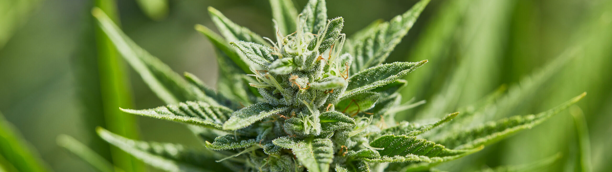 Closeup of outdoor grown cannabis flower.