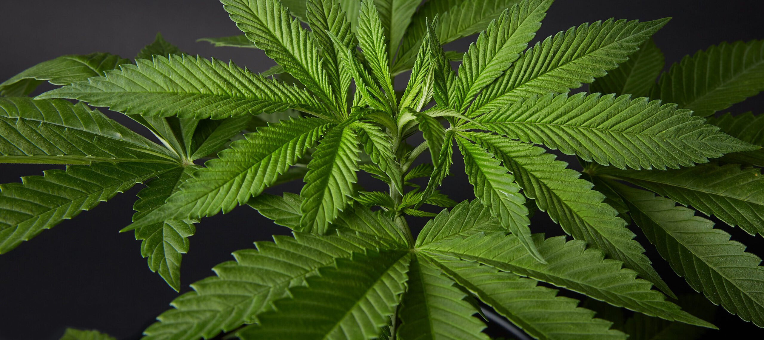 Young cannabis plant