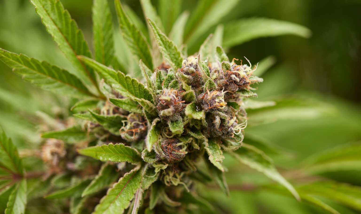 HHC What is it and will it get you high? Weedmaps