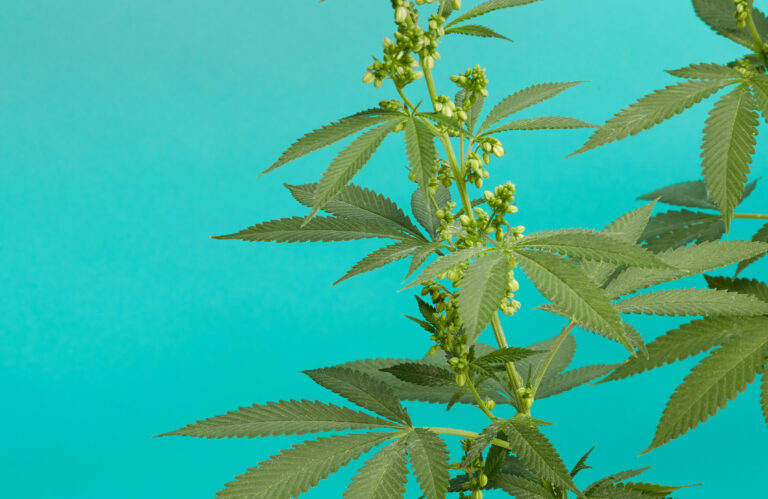Click to see a larger version of the image Male cannabis plant on teal background.