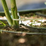 Closeup of young cannabis plant growing from soil.