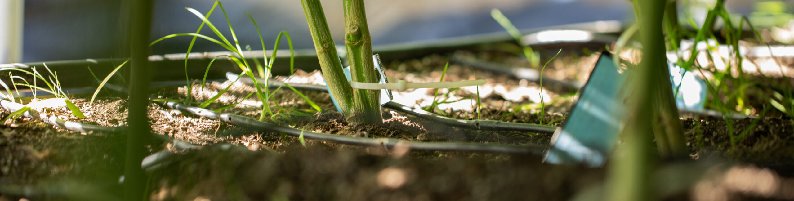 Closeup of young cannabis plant growing from soil.
