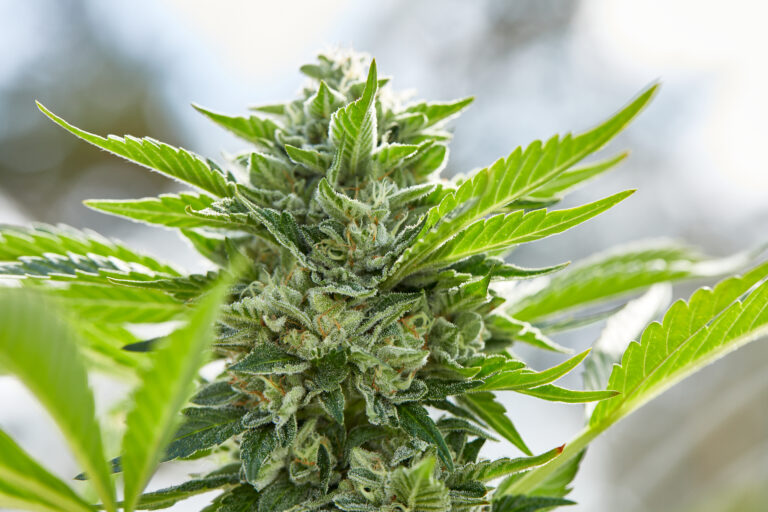 Click to see a larger version of the image Closeup of outdoor grown cannabis flower.