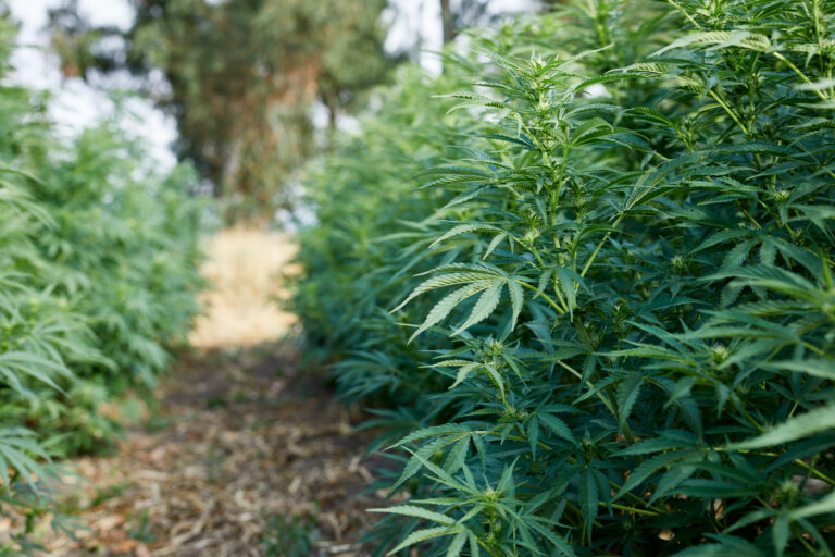 Click to see a larger version of the image Outdoor grown cannabis in rows.