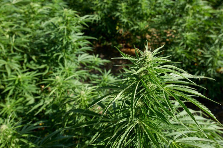 Click to see a larger version of the image Outdoor grown cannabis plants.