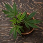 A clone from a mother plant before flowering