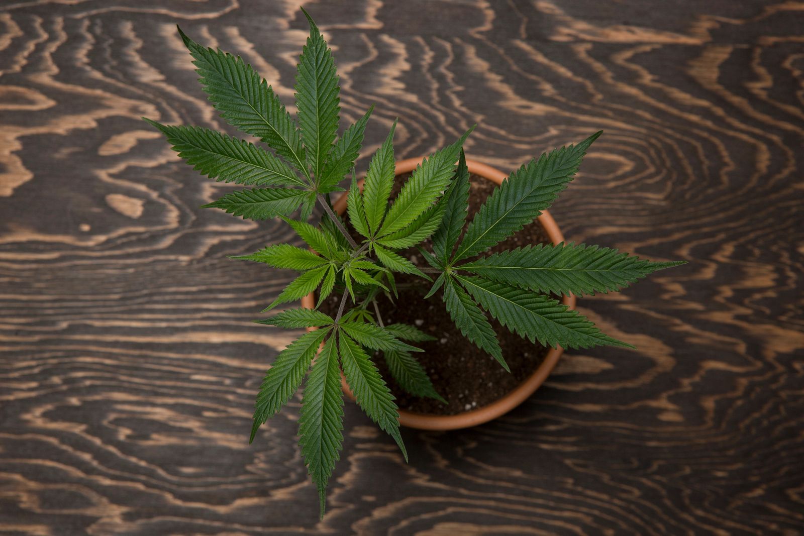 A clone from a mother plant before flowering