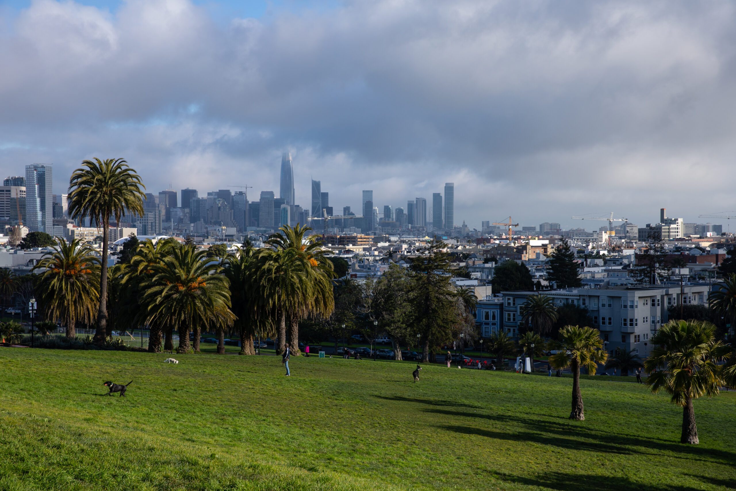 San Francisco skyline with a park in the foreground