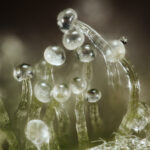 Cannabis flower close-up showing ripe trichomes and resin glands