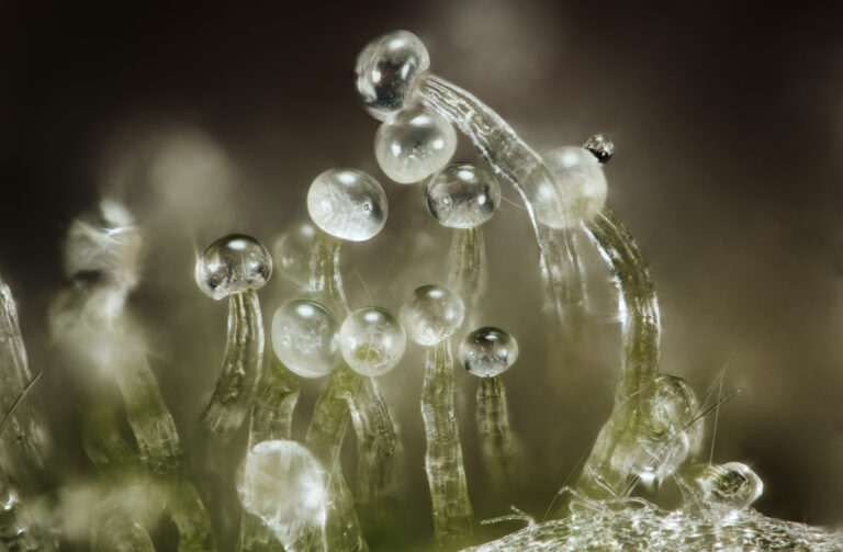 Cannabis flower close-up showing ripe trichomes and resin glands