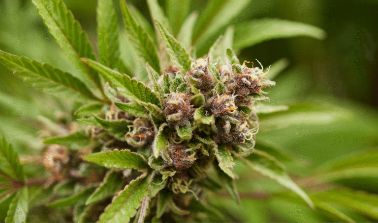 cannabis plant at full expression