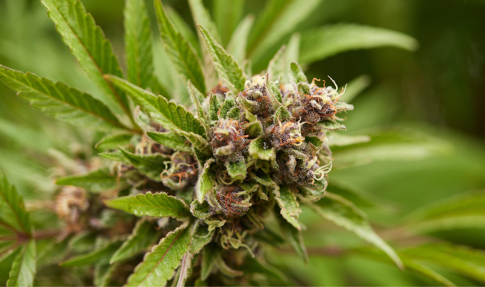 cannabis plant at full expression