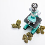 Cannabis under the microscope