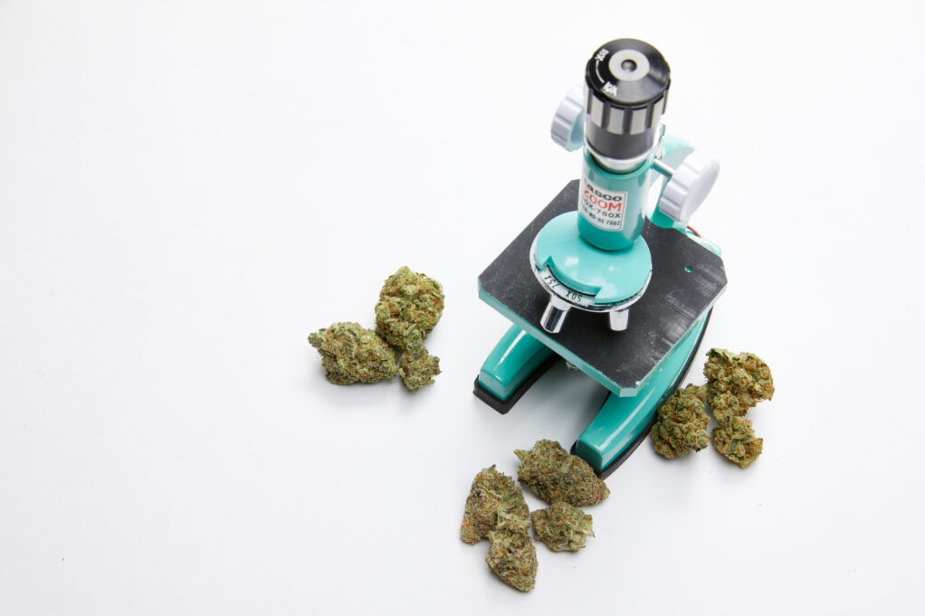 Cannabis under the microscope