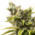 cannabis bud at full expression