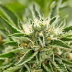 Mature cannabis flower