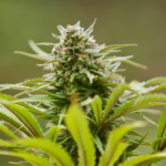 THCa cannabis flower