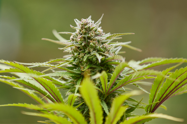 THCa cannabis flower
