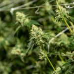 THCA cannabis flower