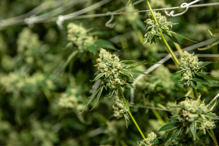 THCA cannabis flower