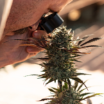 Man looking for ripe trichomes