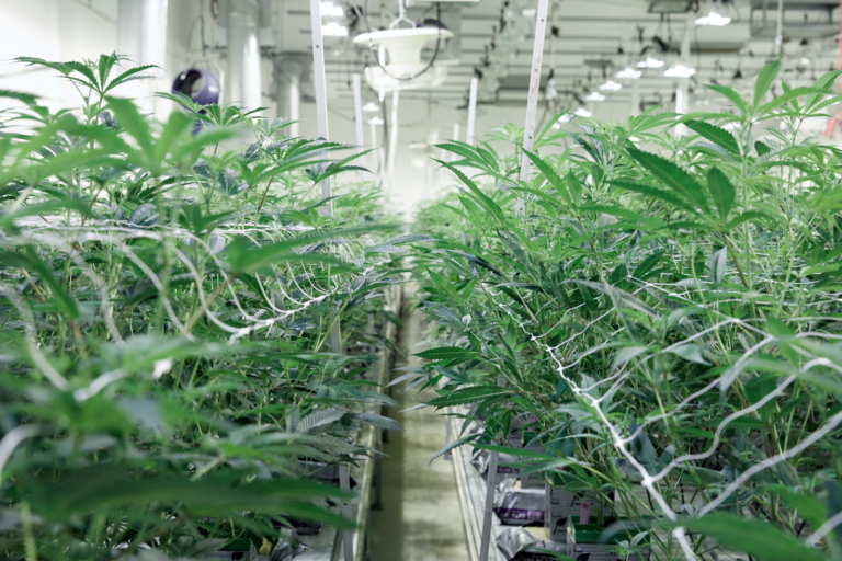 Cannabis growing indoors