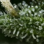 cannabis glands with THCA