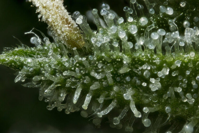 cannabis glands with THCA