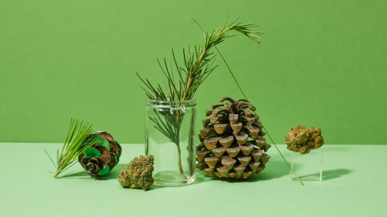 pine needles and a pinecone, with cannabis